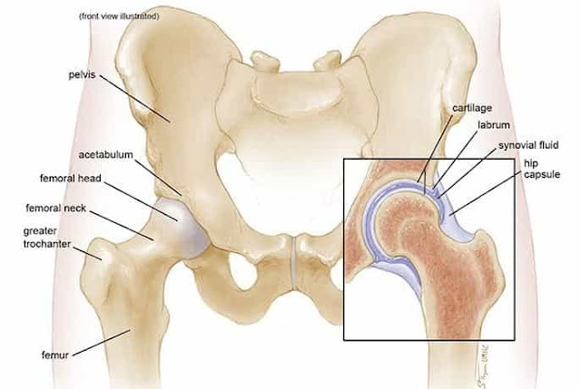 anatomi hip joint