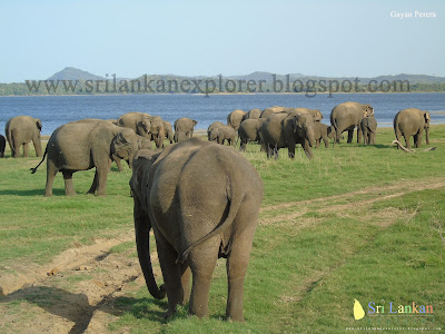 www.srilankanexplorer.blogspot.com