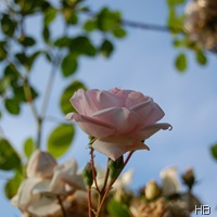 Rose New Dawn © H. Brune