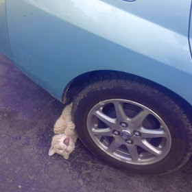 Funny cats - part 90 (40 pics + 10 gifs), dramatic cat pretending he's being run over by a car