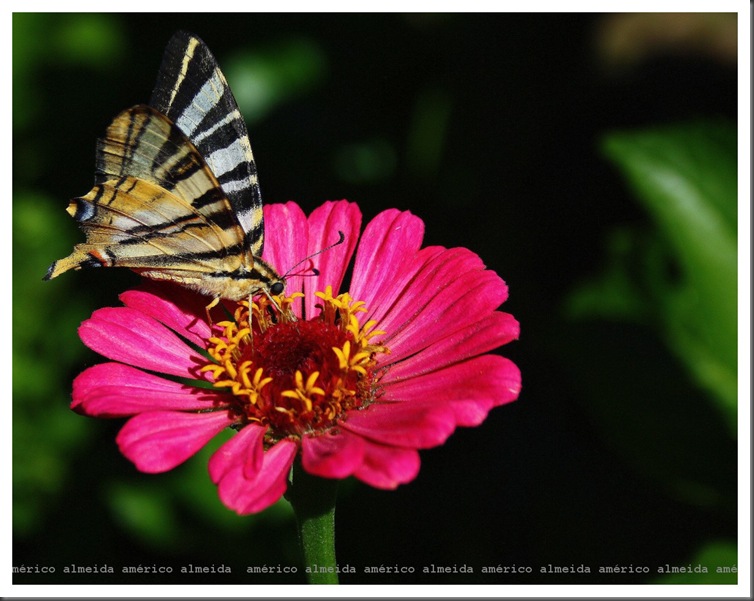 borboleta 02