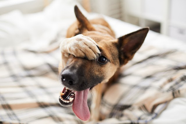 O que faz os cães terem um cheiro tão forte?