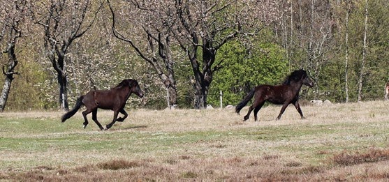 Drakamöllan i vårskrud 089