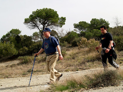 Camins de pedra grisa i pins