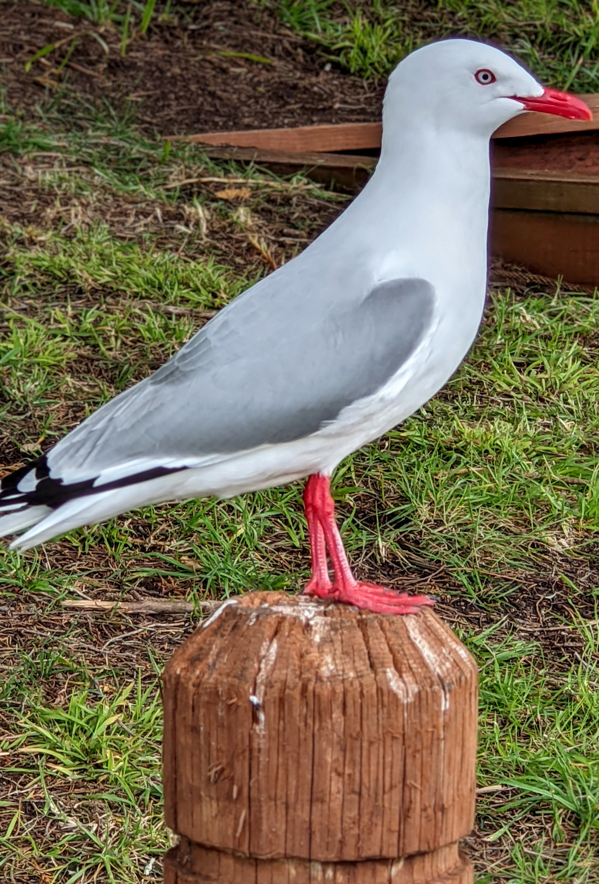 Gull standing on a small pole