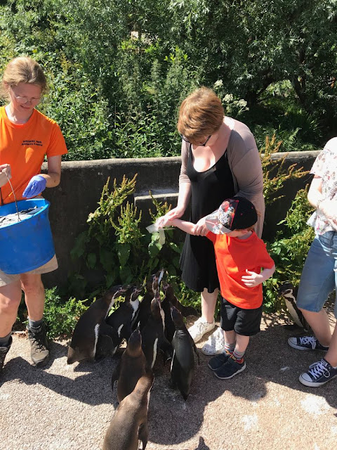 Mum and son feeding penguins with zookeeper  watching