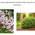  8 Low-maintenance shrubs that require no pruning