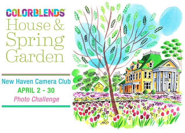 ColorBlends House & Spring Garden