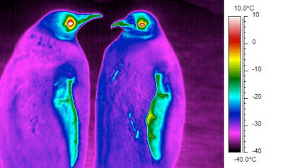 Physique des manchots :gouttes, ondes et comment chiper de la chaleur au froid.