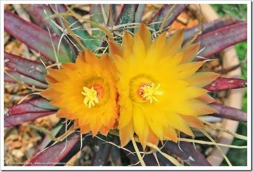 1505148_Leuchtenbergia-principis_019