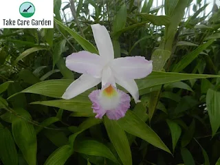 Growing and Caring for Sobralia Macrantha Orchids