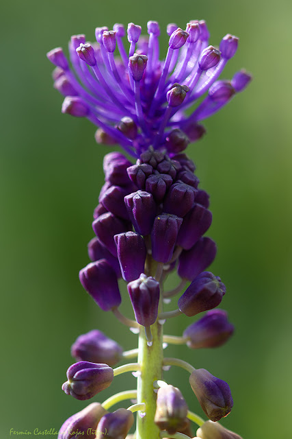 Flor de Nazareno (Muscari comosum)