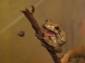 tree frog on small branch with open mouth