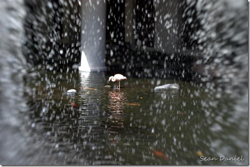 Lone Flamingo