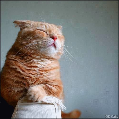 Art Cat GIF • Funny cat with closed eyes meditating in a gyroscopic way. It's Purranormal cativity Time [ok-cats.com]