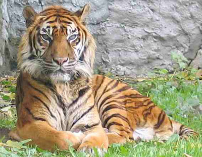 Wild Animals Names: Tiger (Panthera tigris)