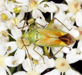 Bug on Hogweed, Heraclium sphondylium.  Spring Park, 4 July 2011.