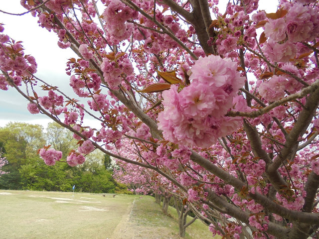 伯耆町総合スポーツ公園の牡丹桜