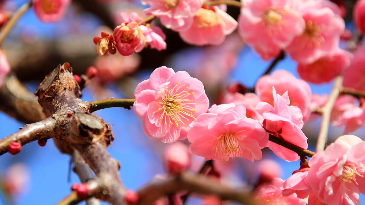 Kumpulan Gambar  Bunga  Sakura  Pilihan Sangat Cantik dan  