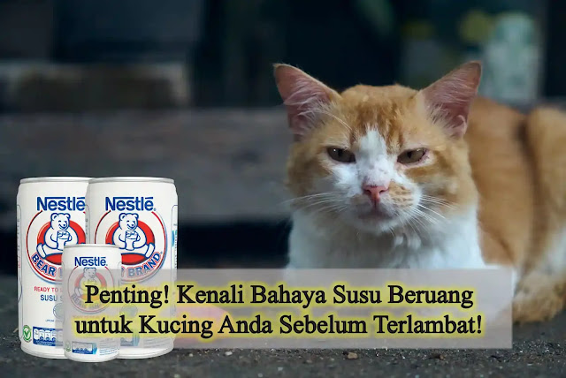 Penting! Kenali Bahaya Susu Beruang untuk Kucing Anda Sebelum Terlambat!