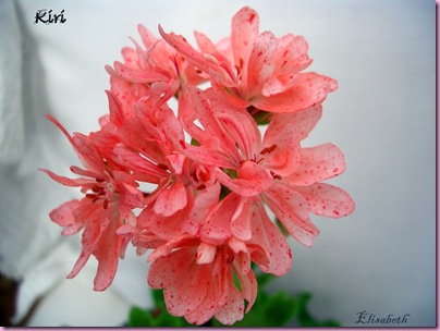 Pelargoner okt 09 029