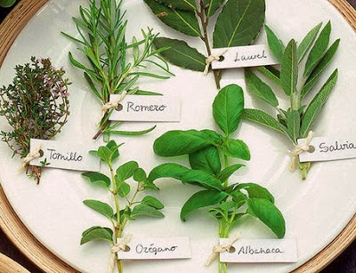 10 Plantas Medicinales y para que Sirven