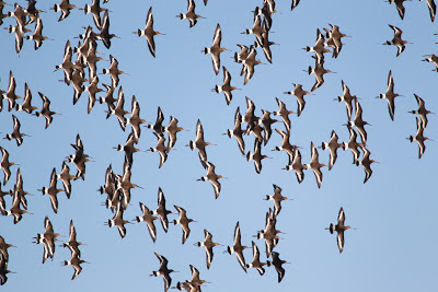 Black-tailed Godwit, Pennington Marsh - Simon Colenutt, The Deskbound Birder