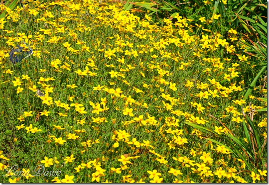 FPC_Bidens_BidyGonzales_Trailing2