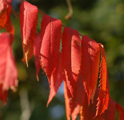 Red sumac leaf