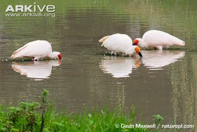 Asian crested Ibis