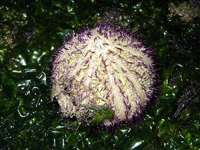 Salmacis Sea Urchin (Salmacis sp.)