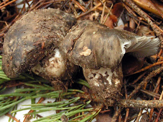 Agaricus marzuolus - Marzuelo, seta de marzo