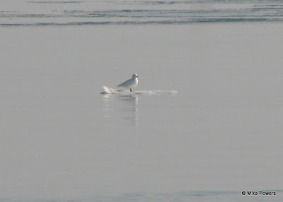 Ivory Gull floating on ice