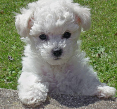 Bichon Frise Puppies Pictures