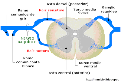 raíz nerviosa y sensitiva de un nervio raquídeo