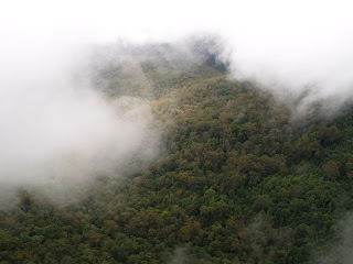 Blue Mountains - Eucalipti nella nebbia