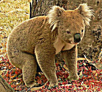 Koala, Koala animal tierno, Cut Koala, Koala duerme 20 horas