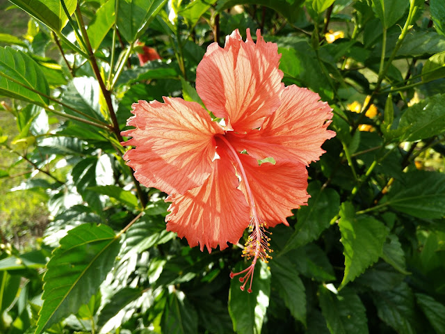 Flores de Isla de Pascua