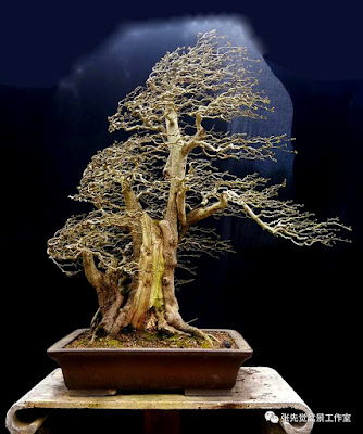 Bonsai Gaya Tertiup Angin (wind swept)