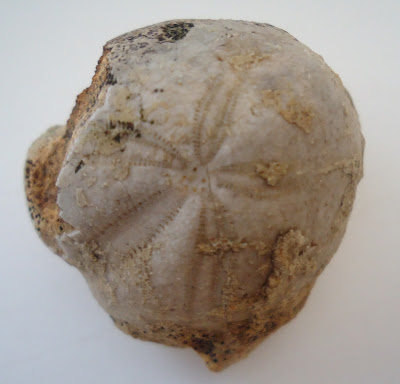 Fossil Sea Urchin Echinoid 