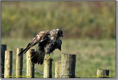 Slimbridge WWT - October