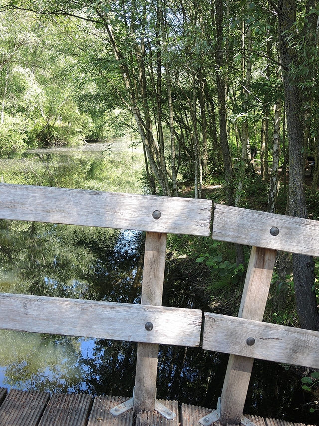 Boom: het Trollenbos in de Schorre