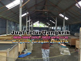 Harga Jual Telur Jangkrik Super Tujuan Ponorogo Jawa Timur 085656642692