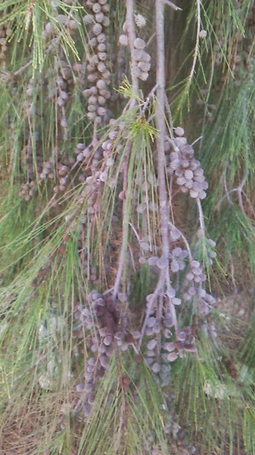  casuarina equisetifolia