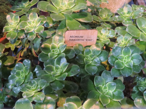 Philadelphia Flower Show 2019 aeonium