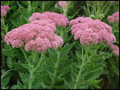 sedum-spectabile-autumn-joy6