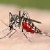 MALARIA-FEVER