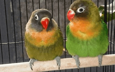 usia burung lovebird