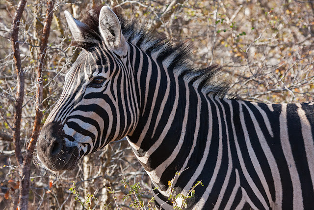 zebra   kruger safari sud africa 