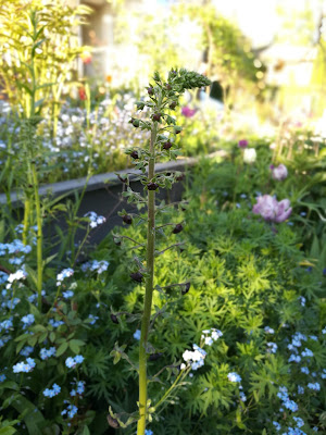 Purppuratulikukka (Verbascum phoeniceum) 'Violetta'